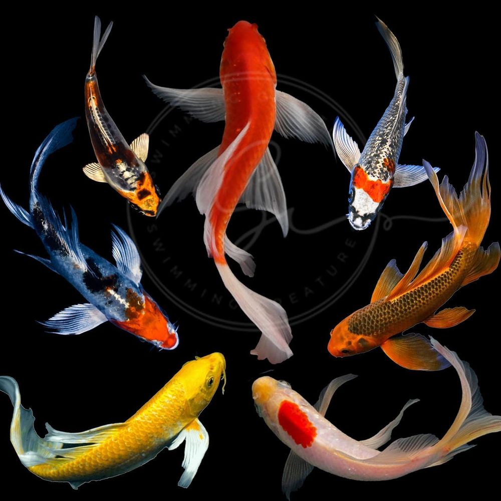 Aquarium Fish In Pond - Peces Koi Vivos de Colores Surtidos